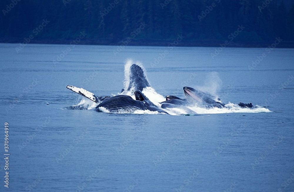 Fototapeta premium Humpack Whale, megaptera novaeangliae, Group Bubble Net Feeding, Open Mouth to Catch Krill, Alaska