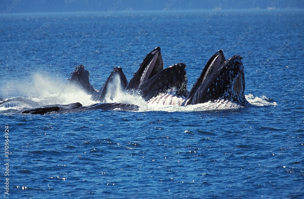 Fototapeta premium Humpack Whale, megaptera novaeangliae, Group Bubble Net Feeding, Open Mouth to Catch Krill, Alaska