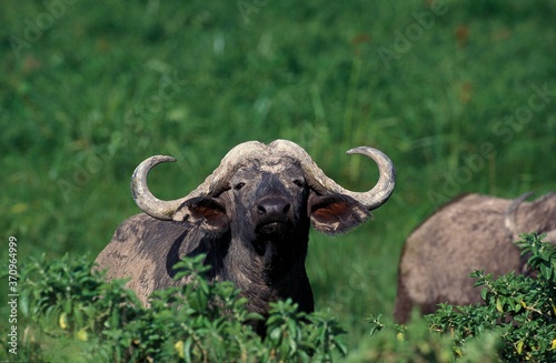 African Buffalo, syncerus caffer, Head of Adult emerging from Bush, Masai Mara Park in Kenya