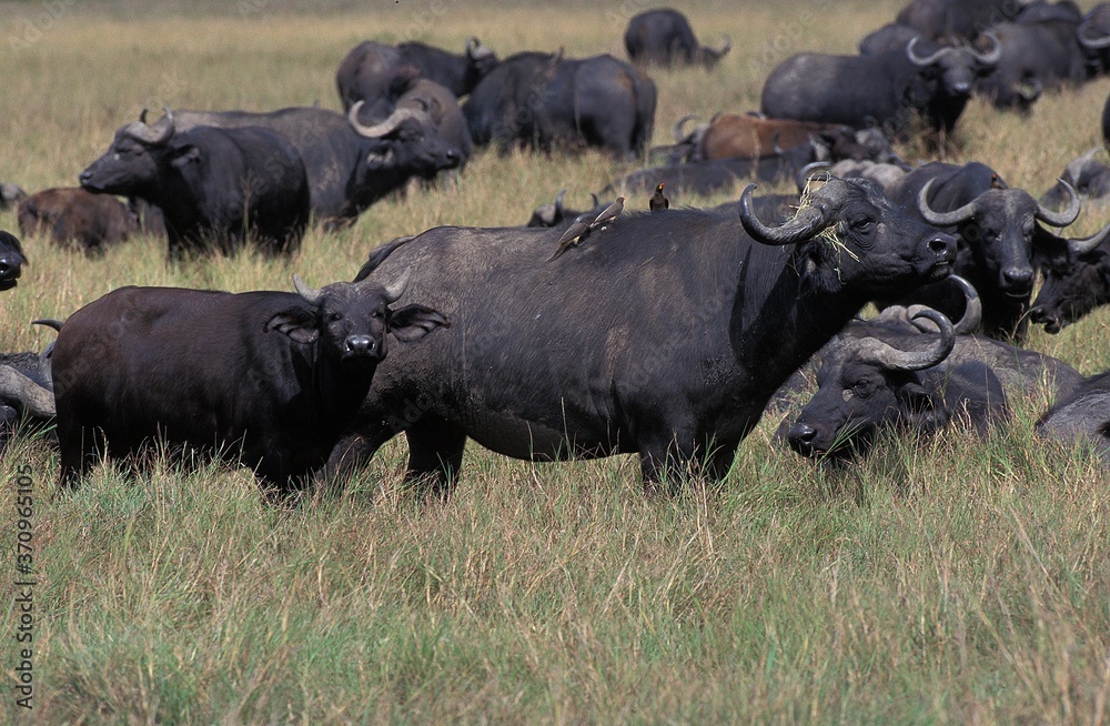 African Buffalo, syncerus caffer, Herd in Masai Mara Park, Kenya African Buffalo, syncerus caffer, Herd in Masai Mara Park, Kenya
