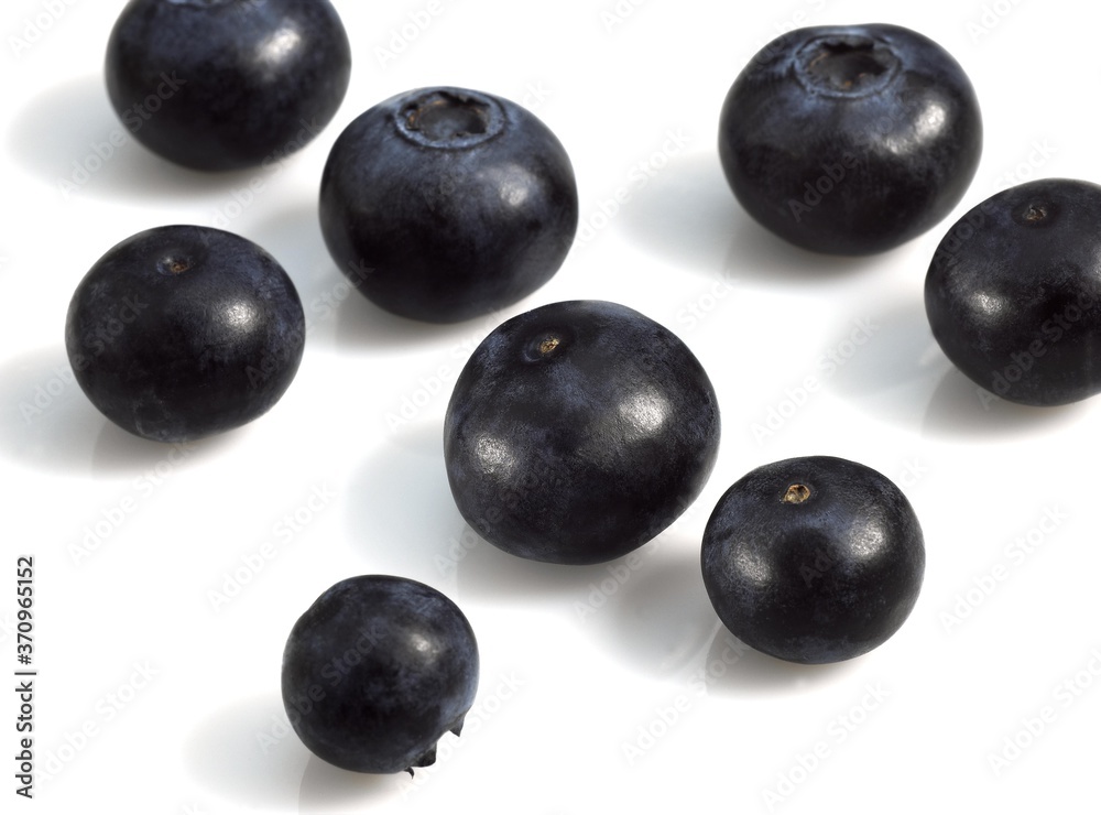Blueberry or Bilberry, vaccinium myrtillus, Fruits against White Background Blueberry or Bilberry, vaccinium myrtillus, Fruits against White Background