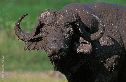 African Buffalo, syncerus caffer, Adult having Mud Bath, Serengeti Park in Tanzania photo