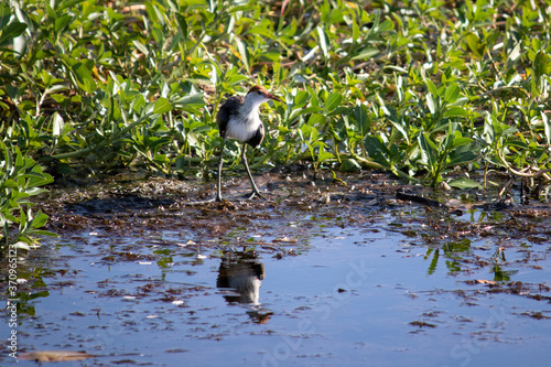 Jacana (Irediparra gallinacea). Close up picture of the bird reflected on a water pond. Freshwater bird fishing. Kakadu national park, Northern Territory NT, Australia photo