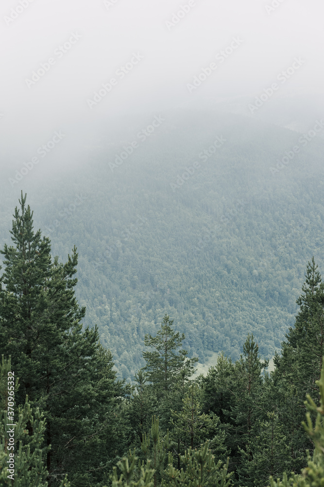 View of a beautiful foggy pine trees in the mountains