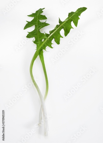 Dandelion, taraxacum officinale, Salad against White Background