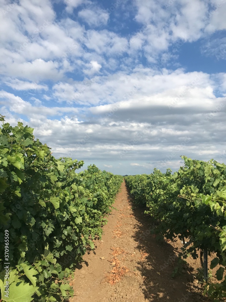 Naklejka premium Crimean_vineyard