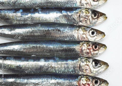 Sardine, sardina pilchardus, Fresh Fishes against White Background photo