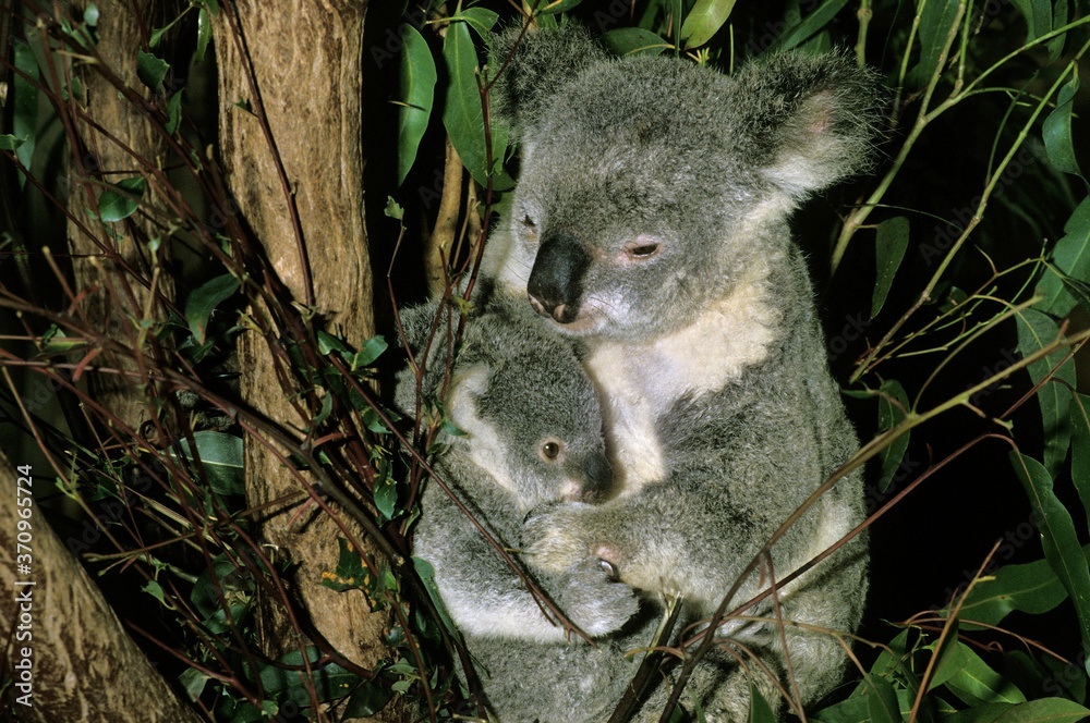 Fototapeta premium Koala, phascolarctos cinereus, Female with Young, Australia