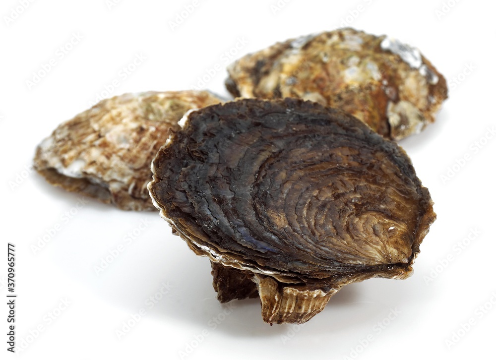 a French Oyster called Plate de Belon, ostrea edulis, Seafoods against White Background a French Oyster called Plate de Belon, ostrea edulis, Seafoods against White Background