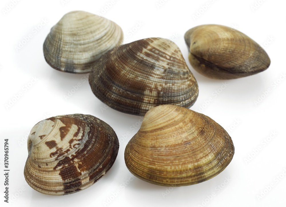Clams, venerupis sp, Fresh Shells against White Background Clams, venerupis sp, Fresh Shells against White Background