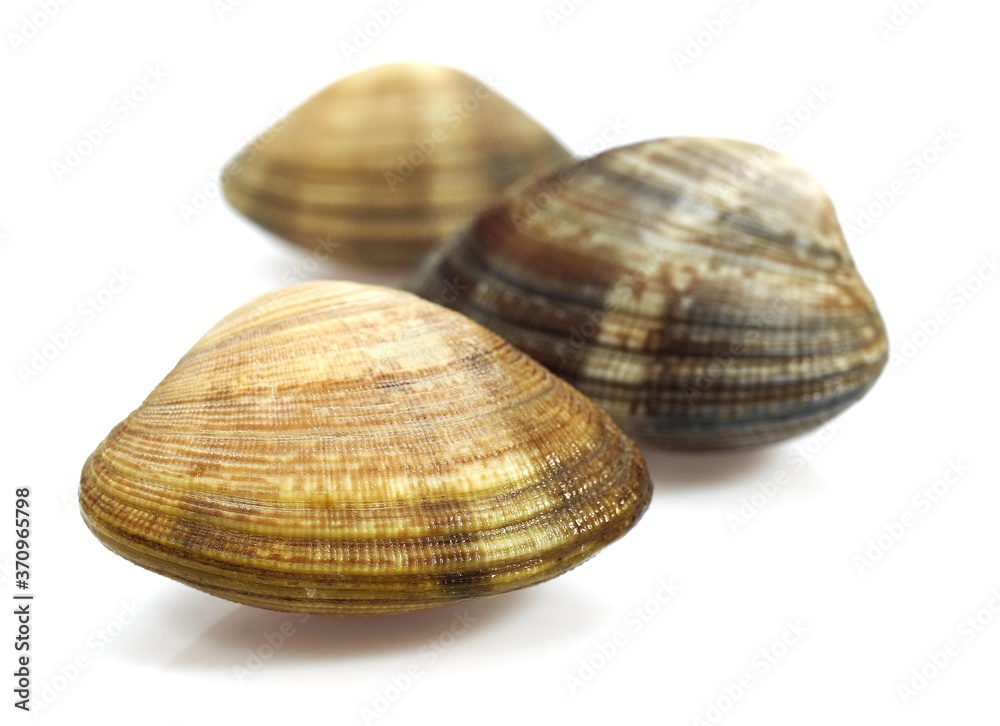 Clams, venerupis sp, Fresh Shells against White Background Clams, venerupis sp, Fresh Shells against White Background