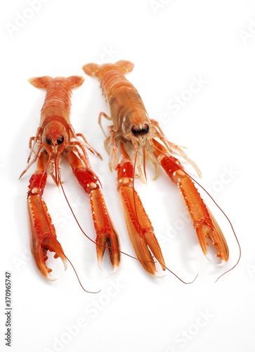 Dublin Bay Prawn or Norway Lobster or Scampi, nephrops norvegicus, Crustacean against White Background photo