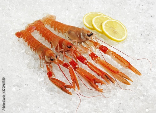 Dublin Bay Prawn or Norway Lobster or Scampi, nephrops norvegicus, Crustacean and Lemon on Ice photo