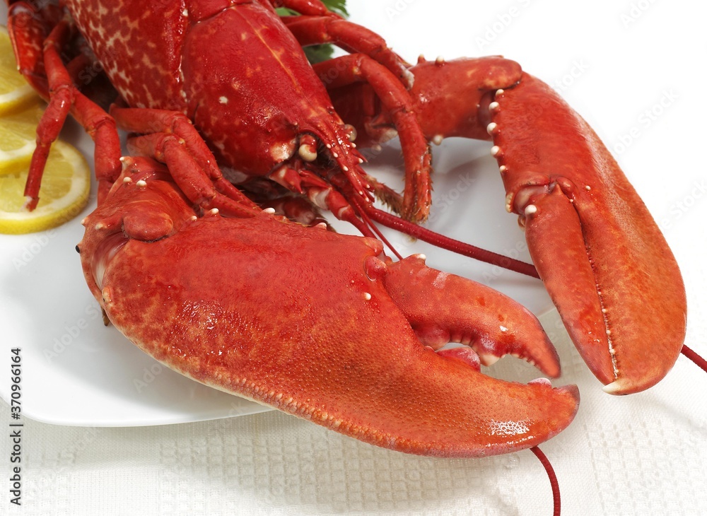 Lobster, homarus gammarus, Boiled Crustacean against White Background Lobster, homarus gammarus, Boiled Crustacean against White Background