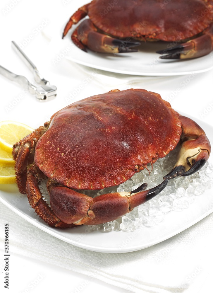 Edible Crab, cancer pagurus, crustacean in a Plate with Ice against White Background Edible Crab, cancer pagurus, crustacean in a Plate with Ice against White Background