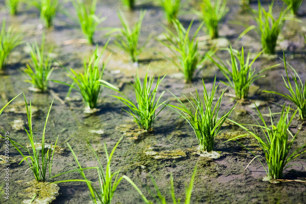 Close-up rice seedlings in the fields Close-up rice seedlings in the fields