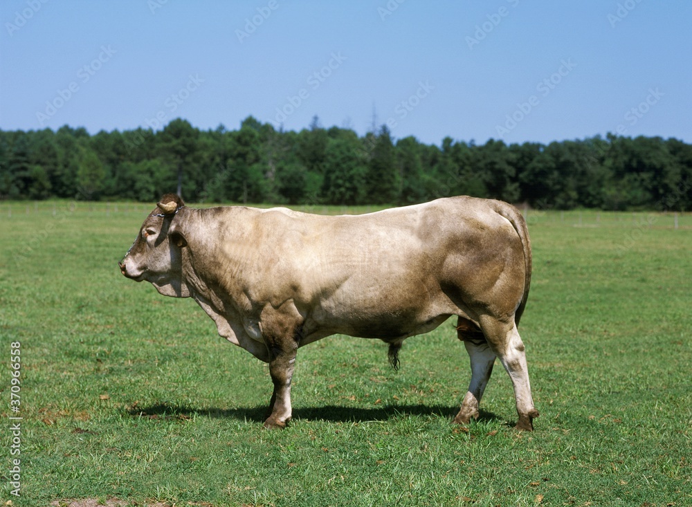 Bazadais Cattle, a French Breed, Bull standing on Grass