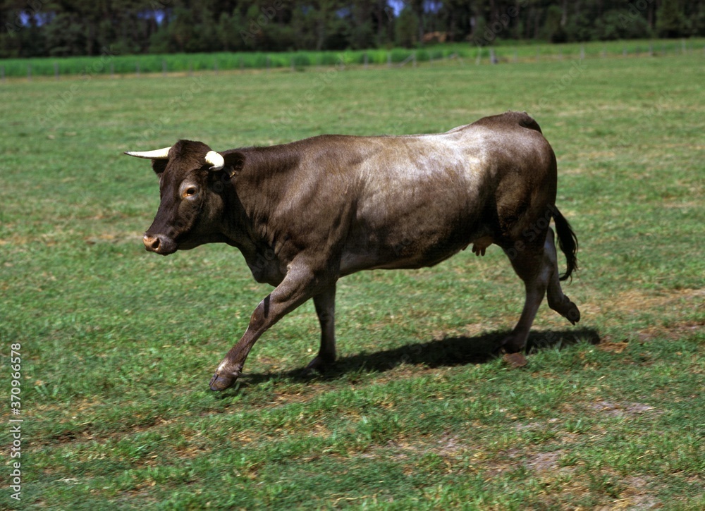 Bazadais Cattle, a French Breed, Cow walking on Grass Bazadais Cattle, a French Breed, Cow walking on Grass
