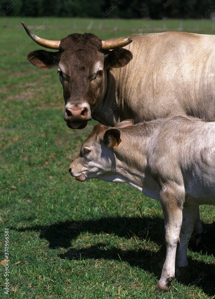Bazadais Cattle, a French Breed, Cow with Calf standing on Grass Bazadais Cattle, a French Breed, Cow with Calf standing on Grass