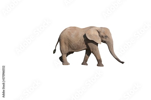 African Elephant  loxodonta africana  Adult against White Background
