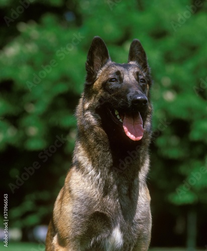 Malinois or Belgian Shepherd Dog  Portrait of Adult
