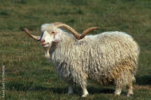 Angora Goat, Breed producing Mohair Wool, Billy-goat with long Horns
