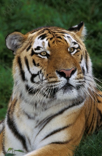 Siberian Tiger  panthera tigris altaica  Portrait of Adult