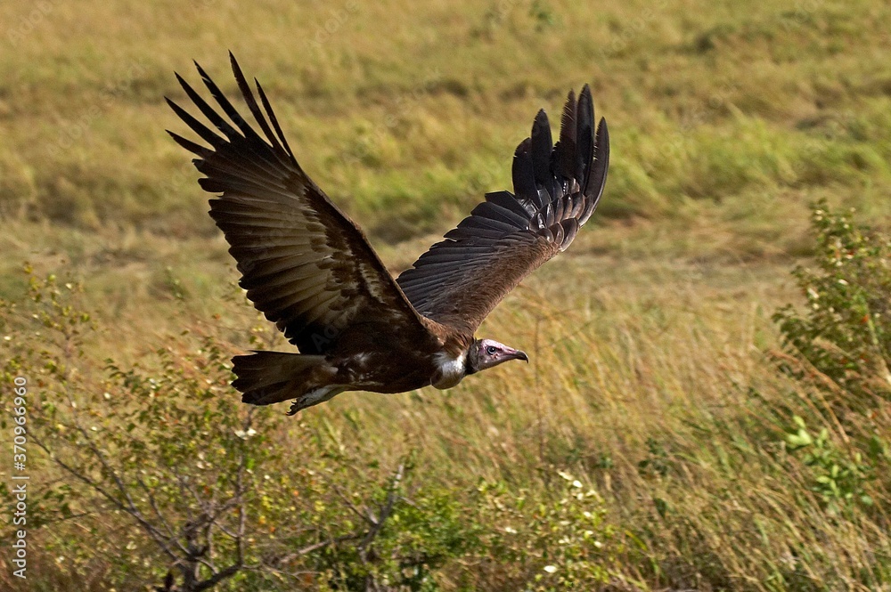 Obraz premium Hooded Vulture, necrosyrtes monachus, Adult in Flight, Masai Mara Park in Kenya