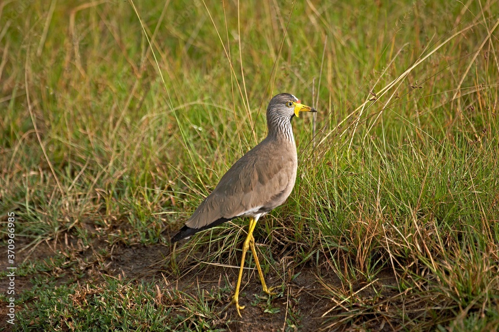 Naklejka premium African Wattled Plover, vanellus senegallus, Adult stinding on Grass, Kenya