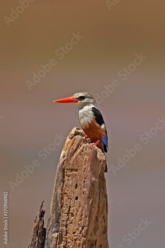 Grey-Headed Kingfisher, halcyon leucocephala, Adult standing on Post, Naivasha Lake in Kenhya