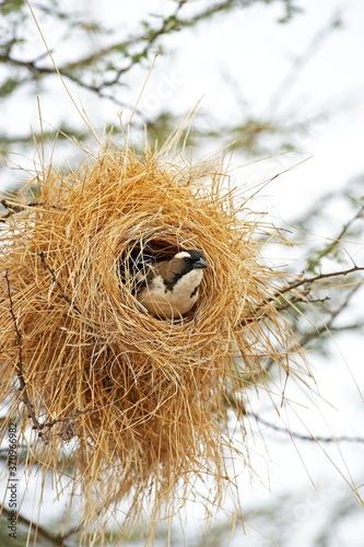 White-Browed Sparrow Weaver, plocepasser mahali, Adult standing in Nest, Masai Mara Park in Kenya photo