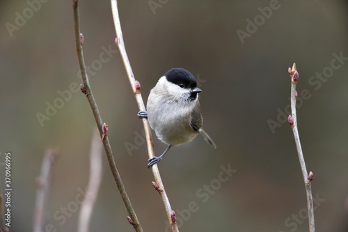 Marsh Tit, parus palustris, Adult standing on Branch, Normandy