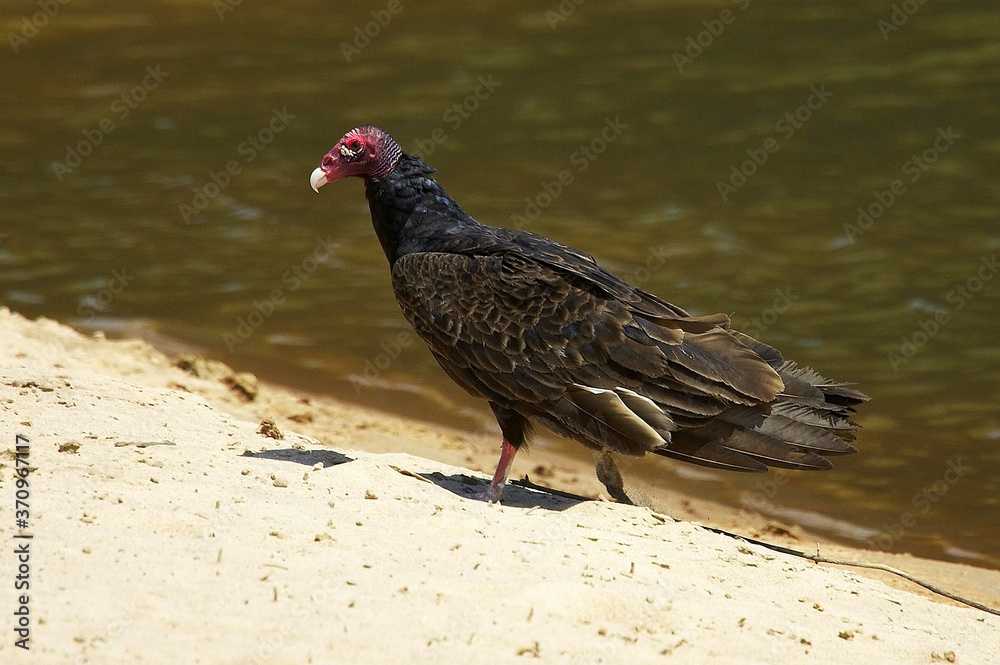 Obraz premium South American Turkey Vulture, cathartes aura ruficollis, Adult standing near Water, Los Lianos in Venezuela
