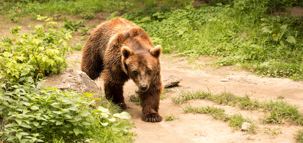 brown bear walking in the forest brown bear walking in the forest