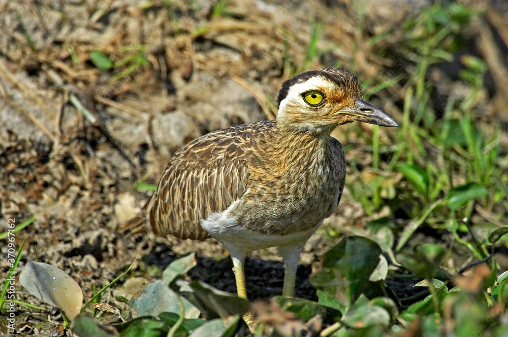 Double-Striped Thick-Knee, burhinus bistriatus, Adult, Los Lianos in Venezuela Double-Striped Thick-Knee, burhinus bistriatus, Adult, Los Lianos in Venezuela