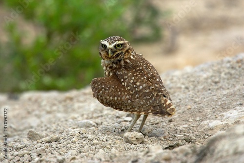 Burrowing Owl, athene cunicularia, Adult standingon Ground, Los Lianos in Venezuela