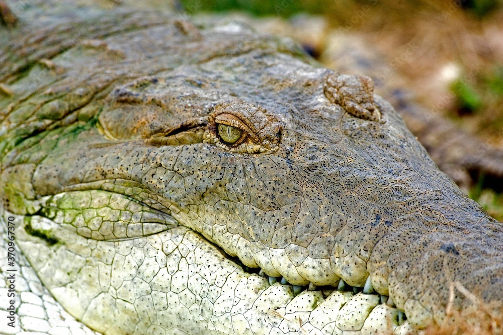 Orinoco Crocodile, crocodylus intermedius, Adult, Close up of Head, Los Lianos in Venezuela Orinoco Crocodile, crocodylus intermedius, Adult, Close up of Head, Los Lianos in Venezuela