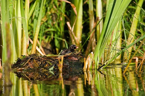 Little Grebe, tachybaptus ruficollis, Chick standing on Nest, Pond in Normandy