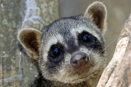 Crab-eating Raccoon, procyon cancrivorus, Portrait of Adult, Los Lianos in Venezuela