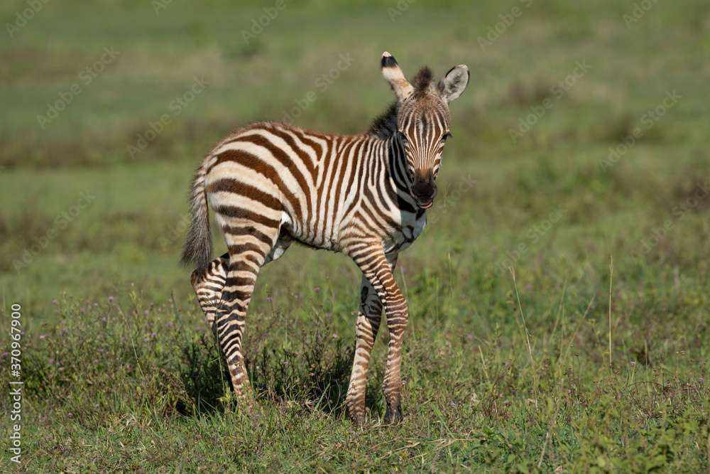 Baby zebra standing on green grass side view in Ngorongoro Crater Tanzania Baby zebra standing on green grass side view in Ngorongoro Crater Tanzania