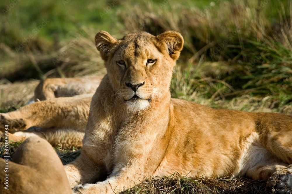Katanga Lion or Southwest African Lion, panthera leo bleyenberghi, Female laying Katanga Lion or Southwest African Lion, panthera leo bleyenberghi, Female laying