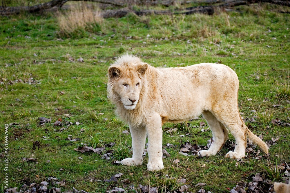 White Lion, panthera leo krugensis, Male standing on Grass White Lion, panthera leo krugensis, Male standing on Grass