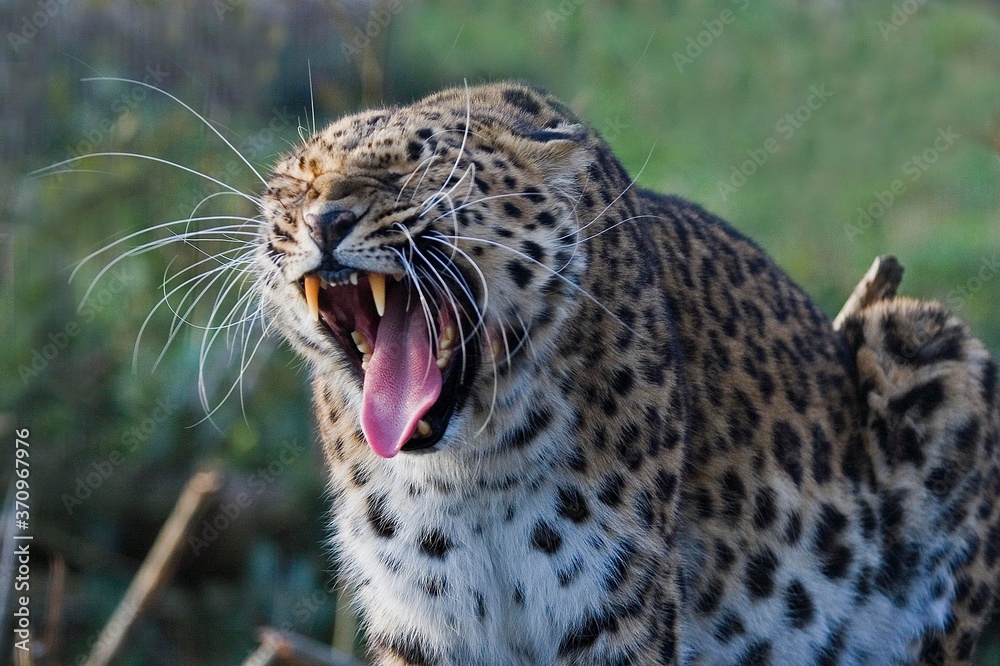 Fototapeta premium Amur Leopard, panthera pardus orientalis, Adult Yawning