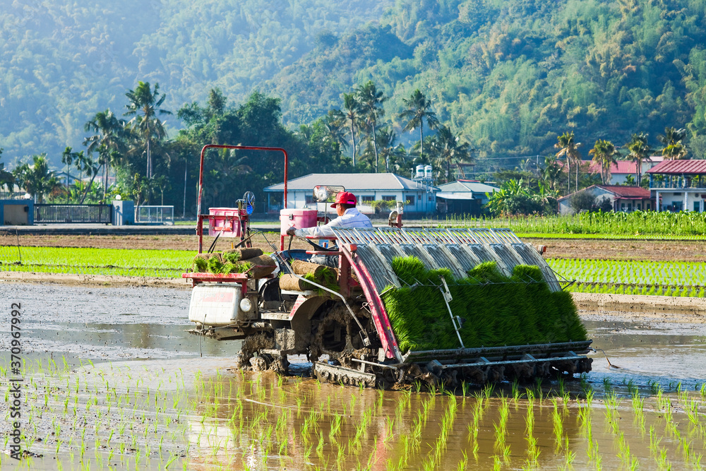 Fototapeta premium Farmers use transplant rice crop seedlings machine in the paddy field of Taiwan.