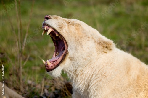 White Lion  panthera leo krugensis  Female Yawning