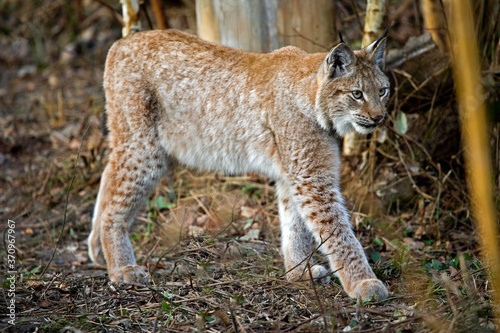 Siberian Lynx, lynx lynx wrangeli, Adult © slowmotiongli