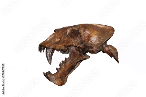Skull of Scimitar Cat, homotherium serum, Sabre-toothed Cat became extinct 10 000 years ago, Museum Exhibit, Beringia Museum, Yukon, Canada photo
