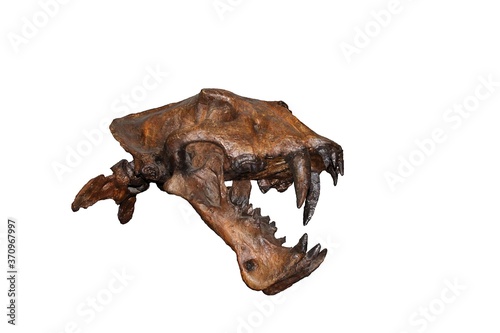 Skull of Scimitar Cat, homotherium serum, Sabre-toothed Cat became extinct 10 000 years ago, Museum Exhibit, Beringia Museum, Yukon, Canada © slowmotiongli