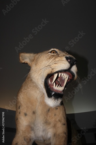 Scimitar Cat, homotherium serum, Sabre-toothed Cat became extinct 10 000 years ago, Museum Exhibit, Beringia Museum, Yukon, Canada photo