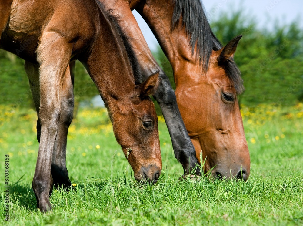 French Trotter Horse, Mare with Foal eating Grass, Normandy French Trotter Horse, Mare with Foal eating Grass, Normandy
